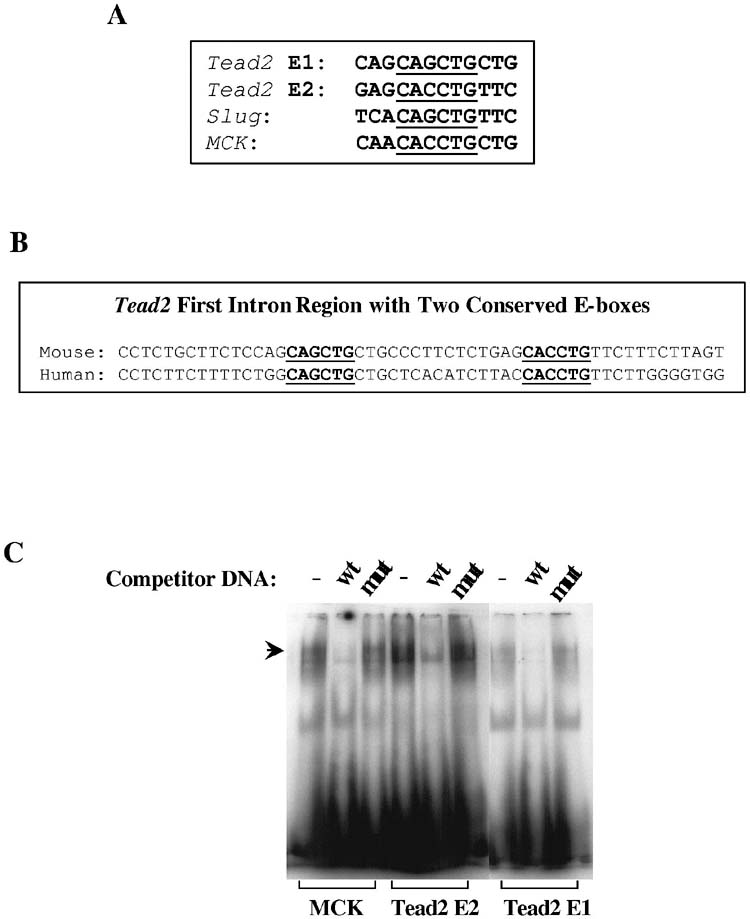 Fig. 9.