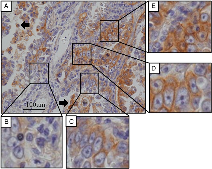 Figure 1