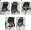 Fig. 2
