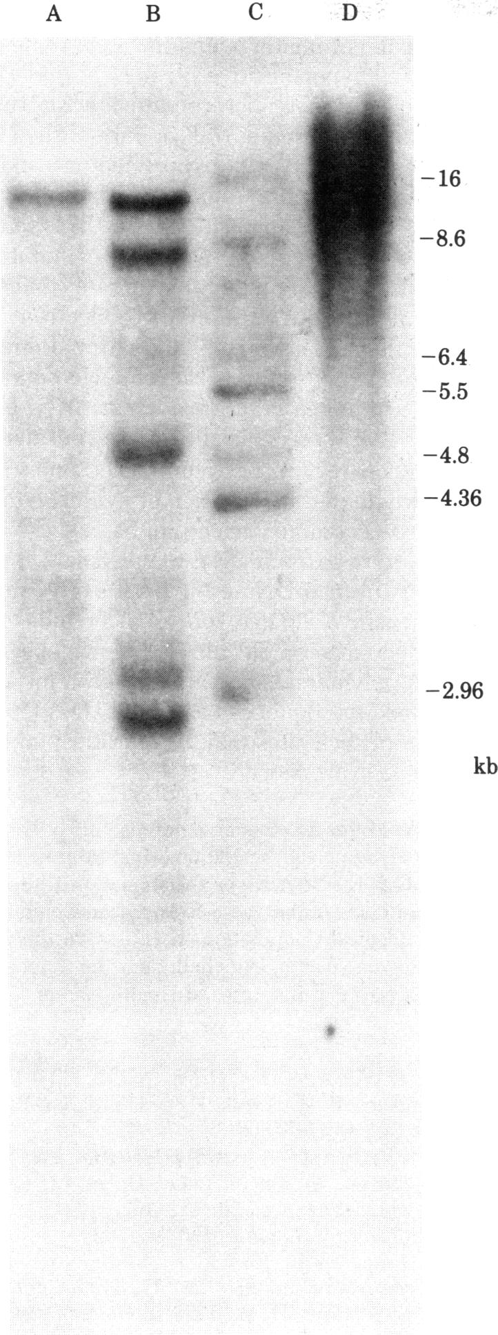 graphic file with name pnas00652-0168-a.jpg