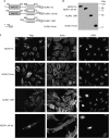 Figure 2ac