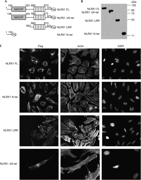 Figure 2ac