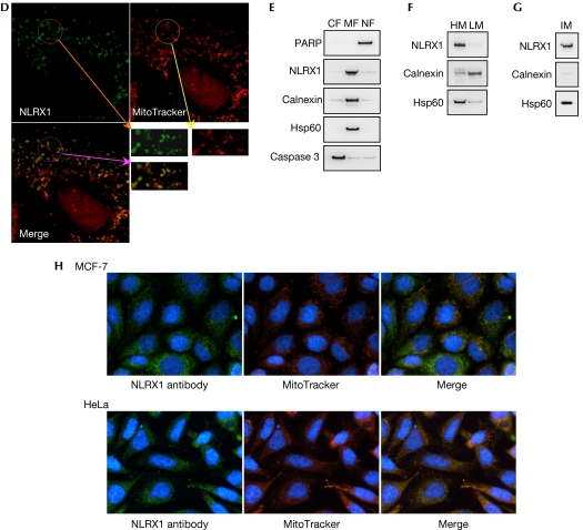 Figure 2dh