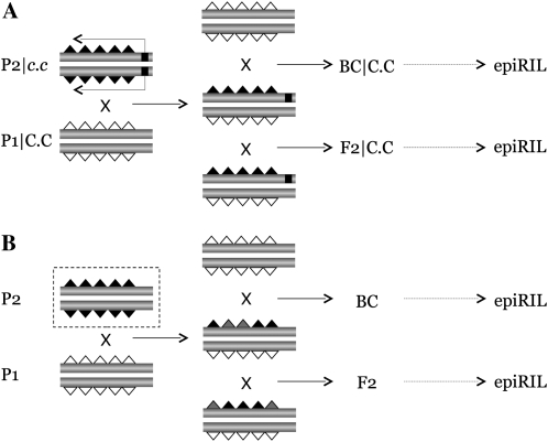 Figure 1.—