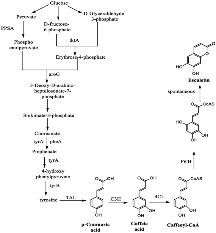 Figure 11