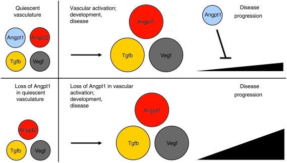 Angiopoietin-1 is essential in mouse vasculature during development and ...