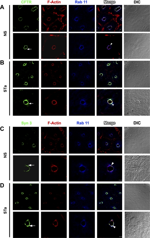 Fig. 6.