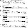 <sc>Fig</sc>. 1.—