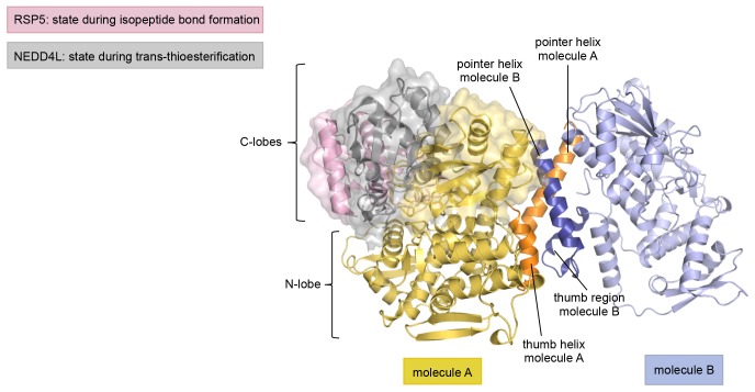 Figure 2—figure supplement 4.