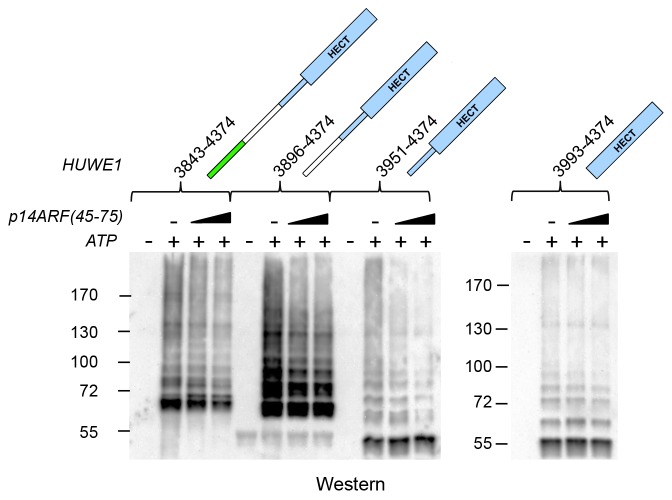 Figure 10—figure supplement 1.