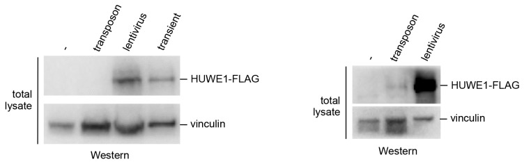 Figure 5—figure supplement 1.