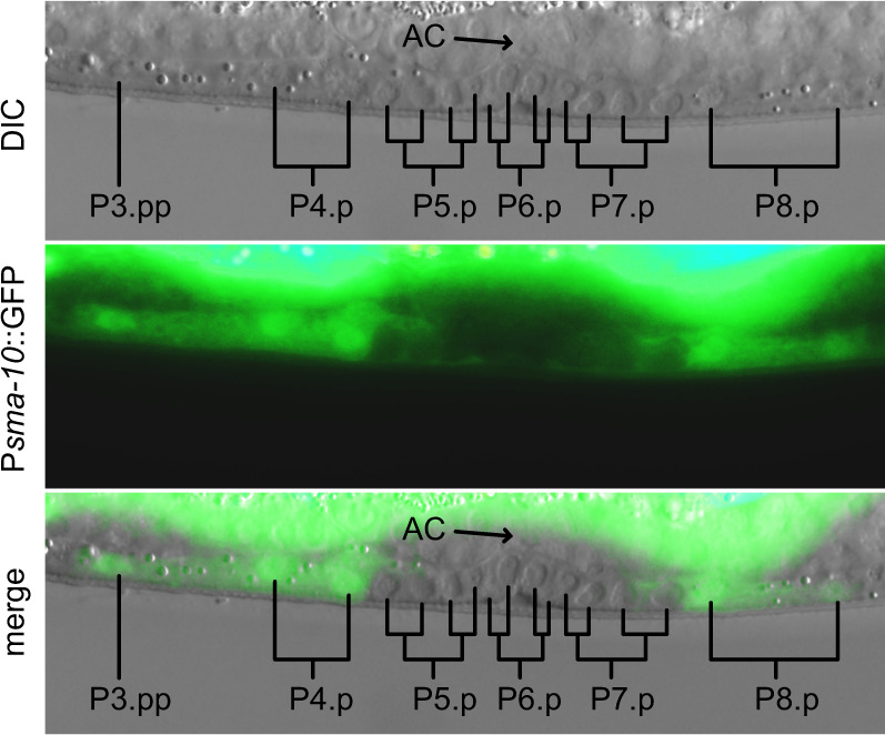 Fig. 3