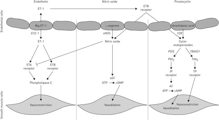 FIGURE 1