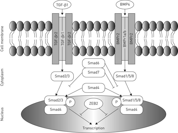 FIGURE 2