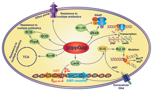 (p)ppGpp Metabolism and Antimicrobial Resistance in Bacterial Pathogens ...