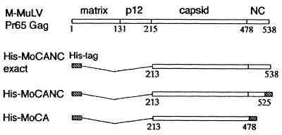 FIG. 1