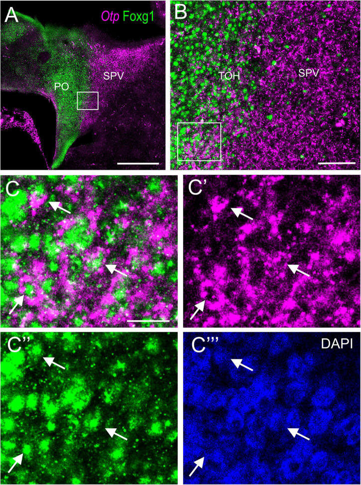 FIGURE 3