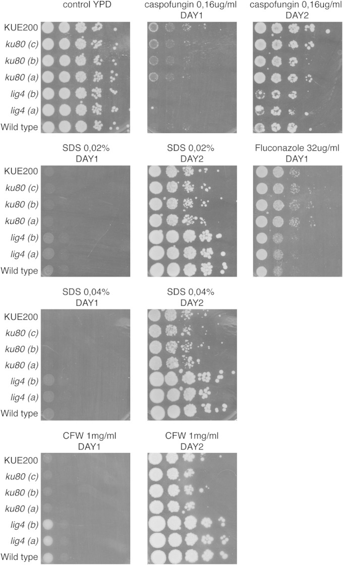 FIG 3