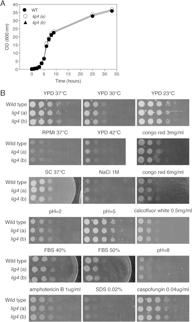 FIG 1