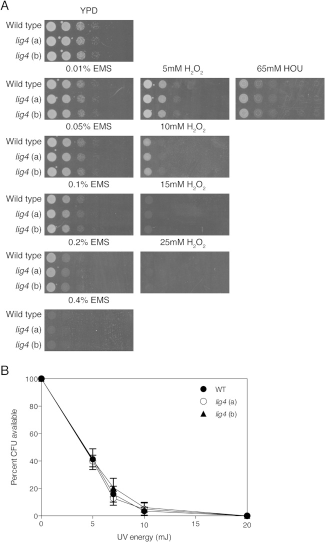 FIG 2