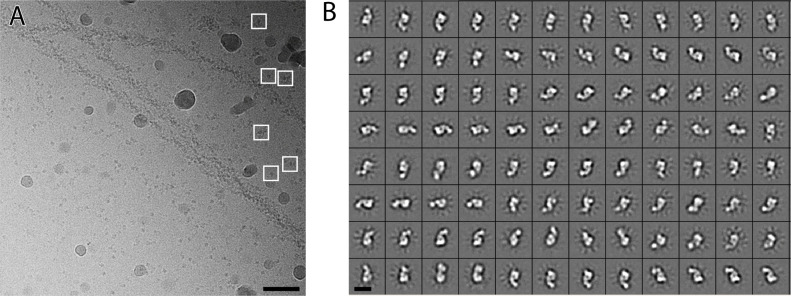 Figure 4—figure supplement 3.