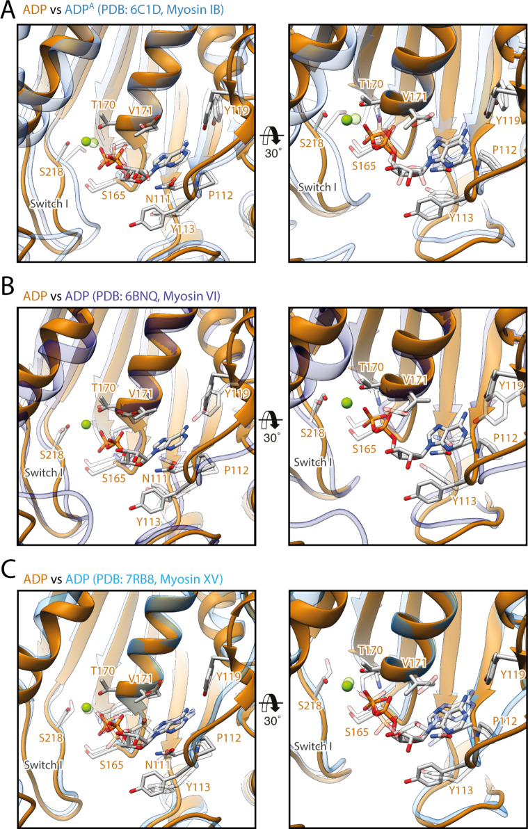 Figure 1—figure supplement 4.