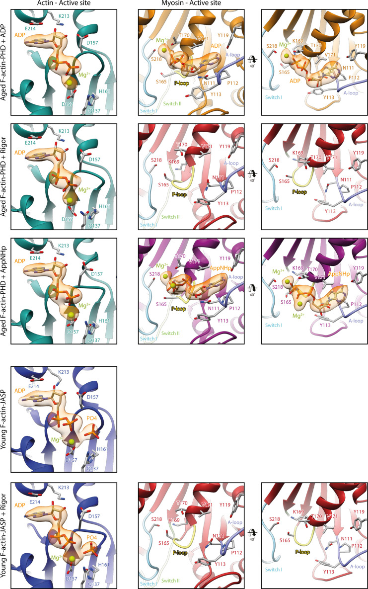 Figure 1—figure supplement 3.