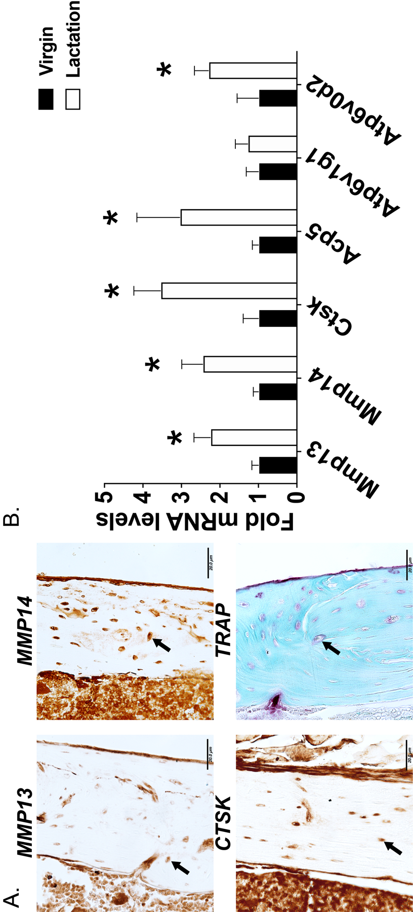 Figure 2: