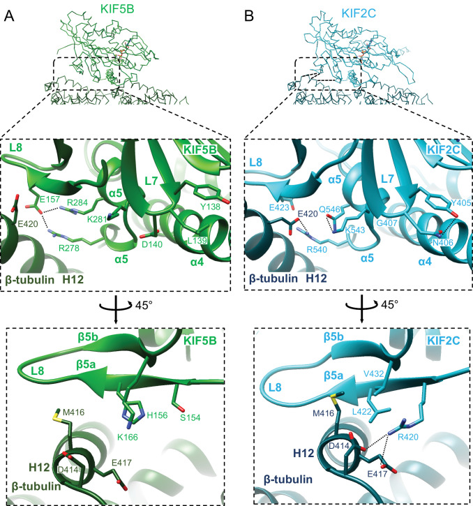 Figure 6—figure supplement 1.