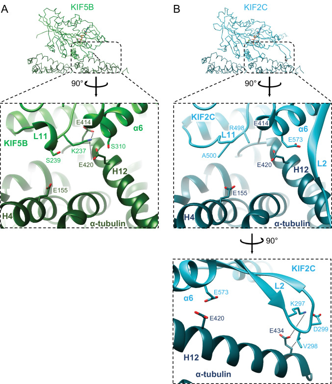 Figure 5—figure supplement 1.