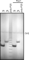 FIGURE 5.
