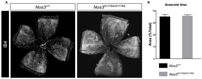 Figure 1—figure supplement 2.