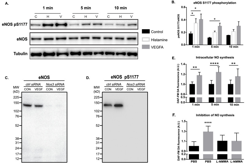 Figure 2—figure supplement 1.