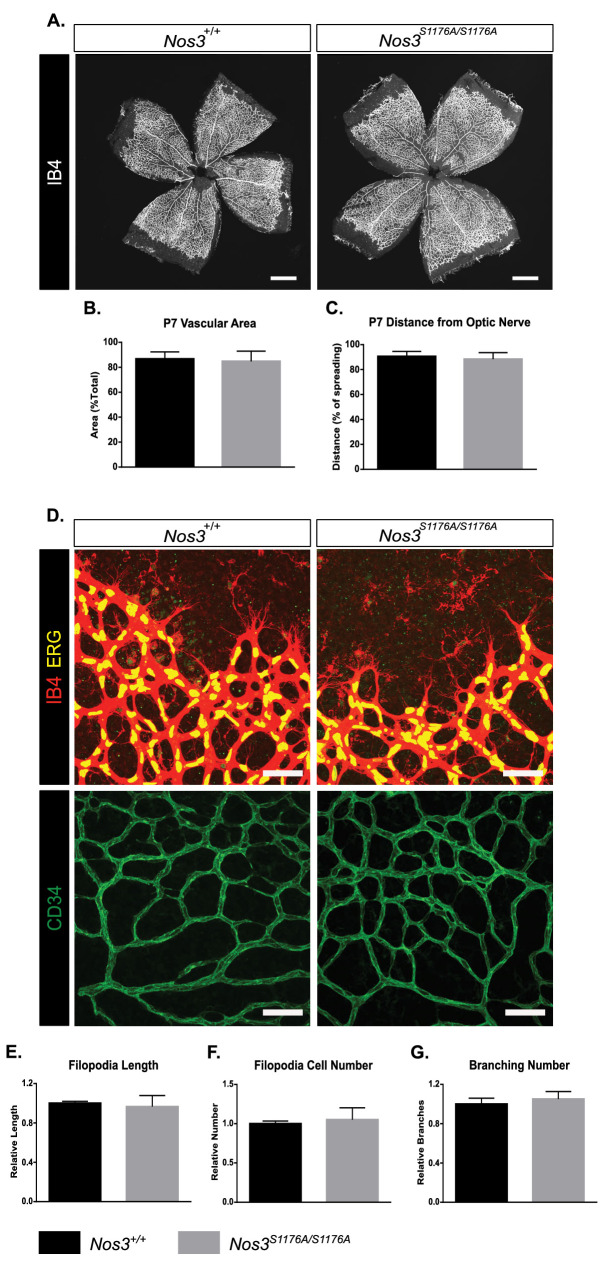 Figure 1—figure supplement 1.