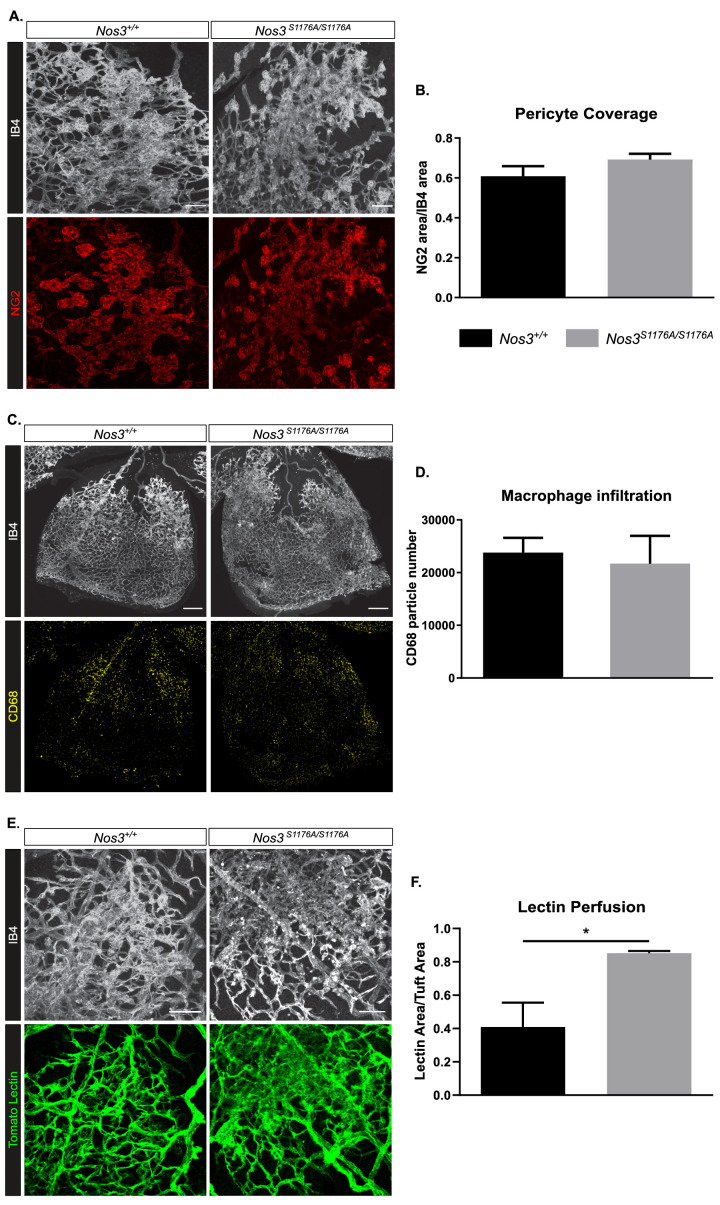 Figure 1—figure supplement 3.