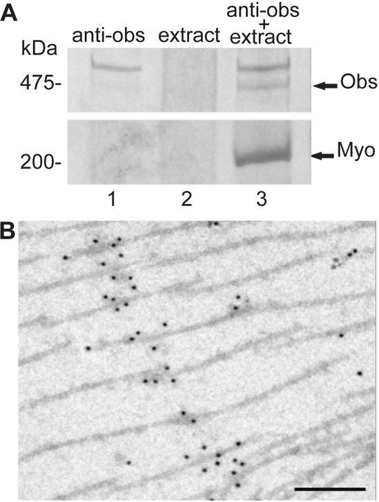 Fig. 9.