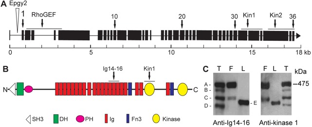 Fig. 1.