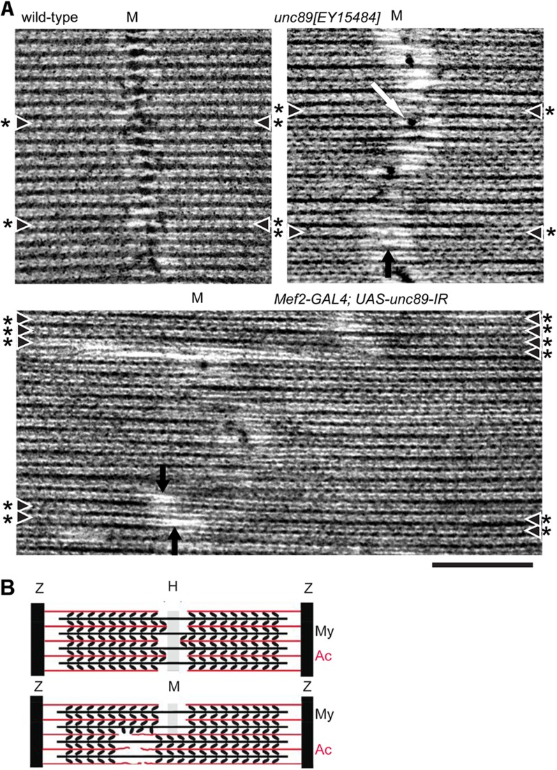 Fig. 6.