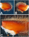 Figure 38