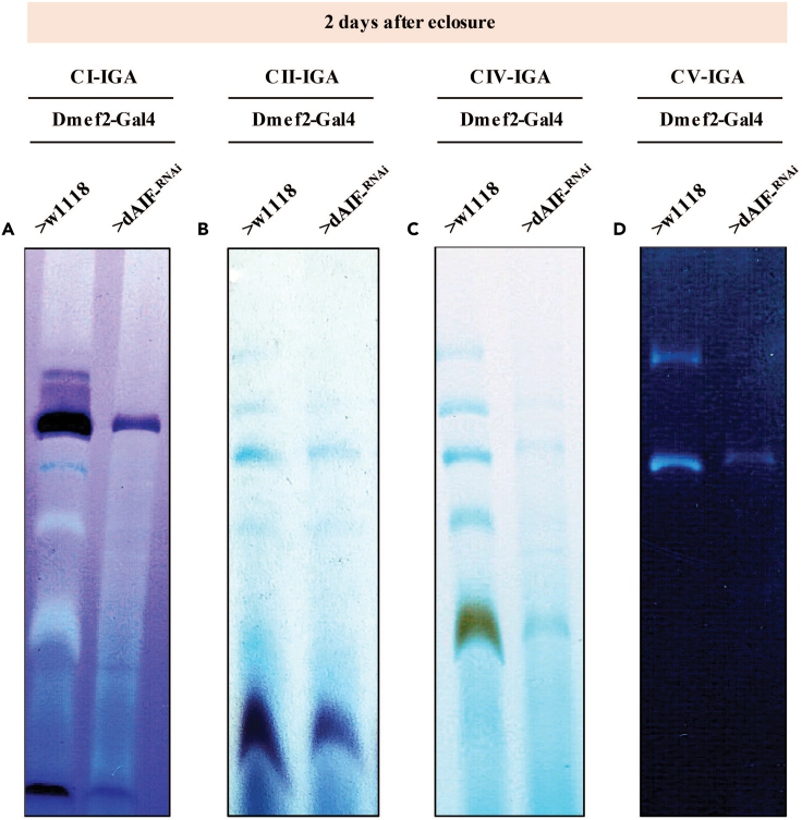 Figure 6