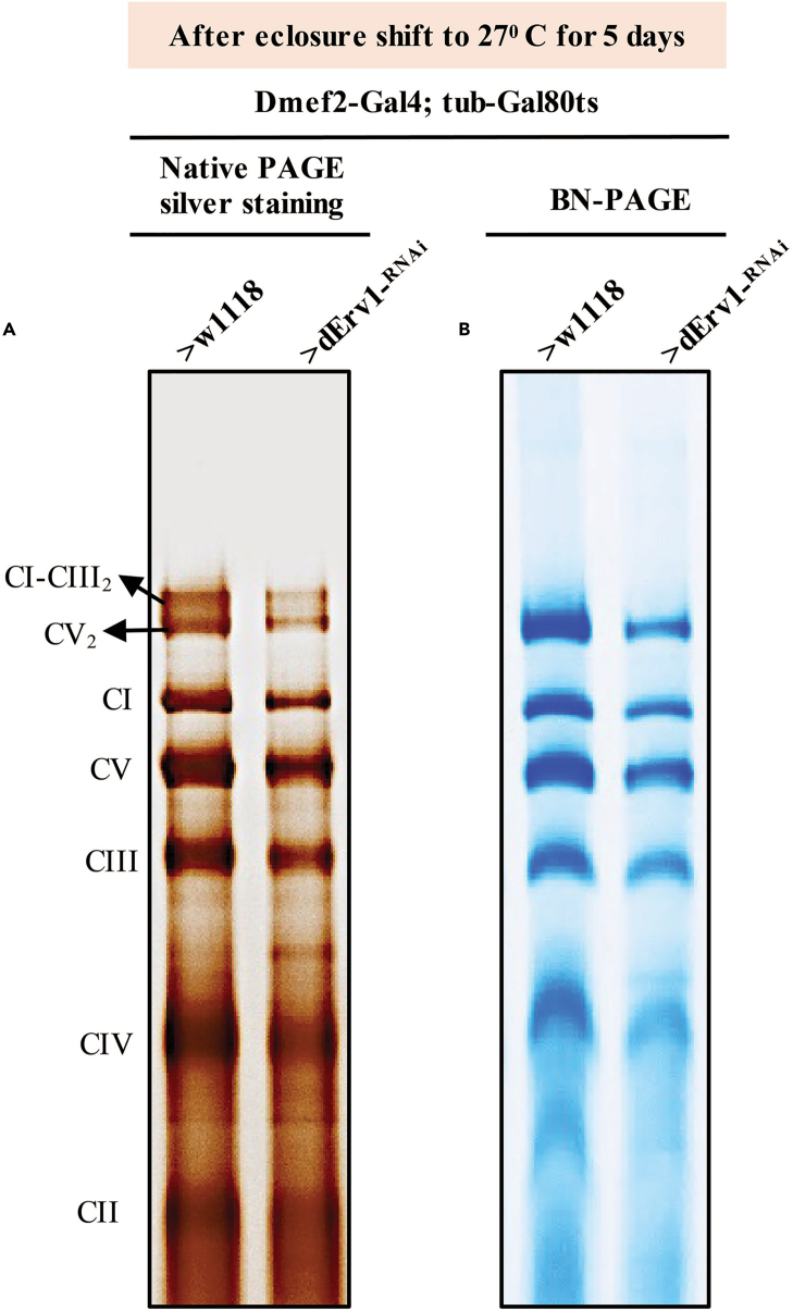 Figure 4