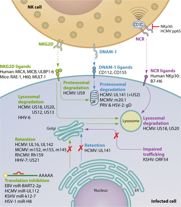 FIG 1