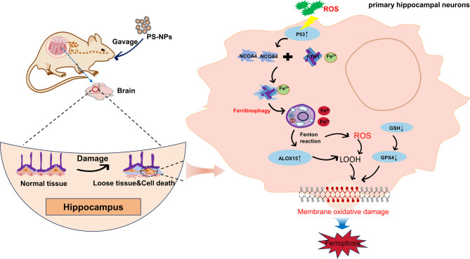 graphic file with name 12951_2024_2911_Figa_HTML.jpg