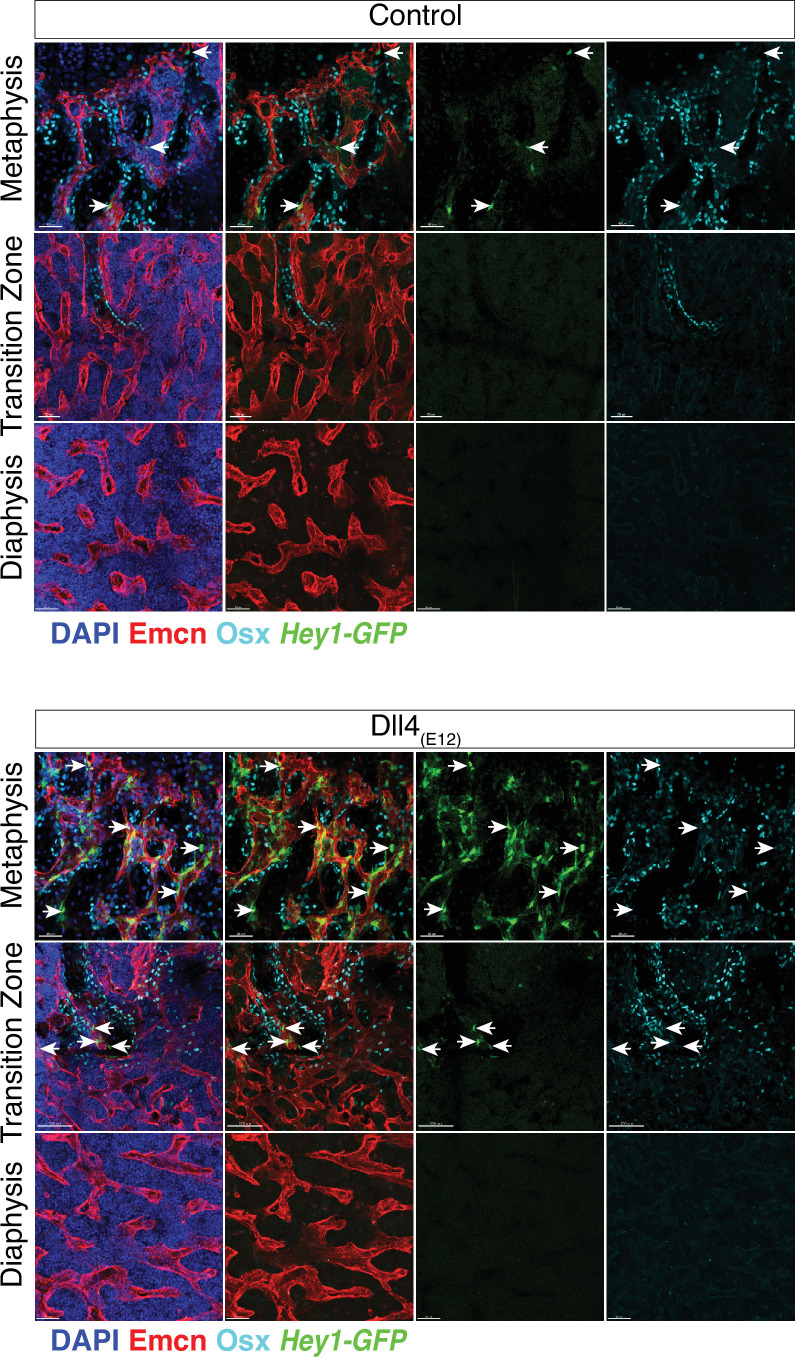 Figure 3—figure supplement 1.