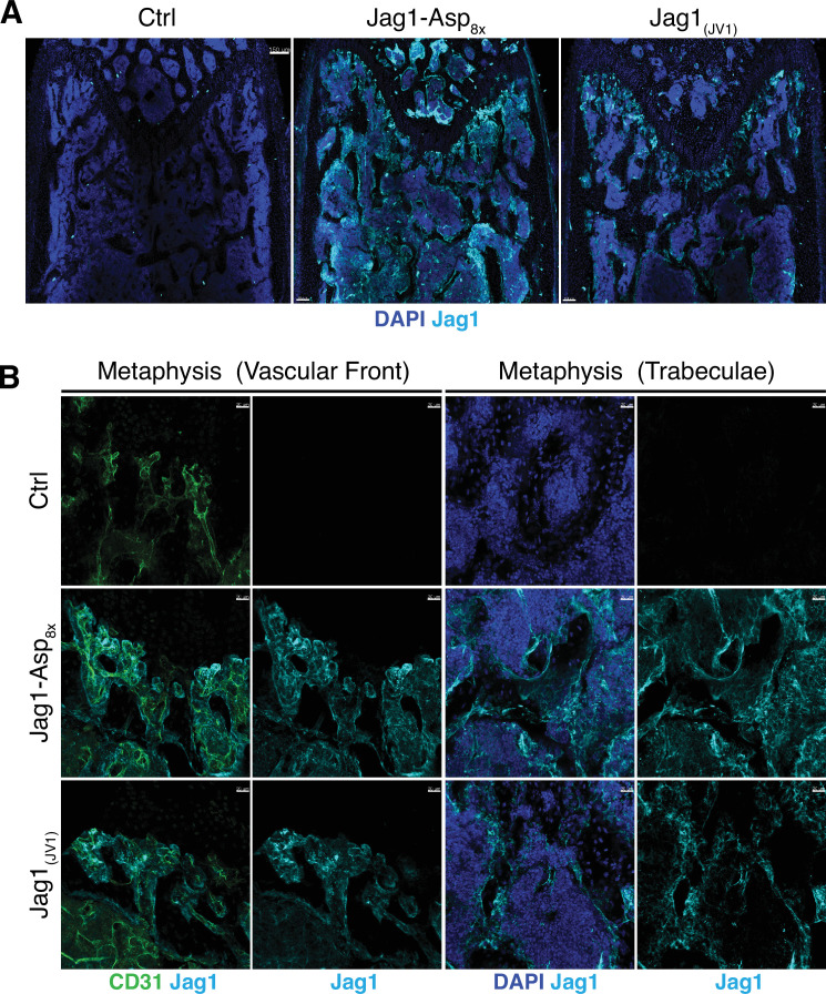 Figure 5—figure supplement 2.