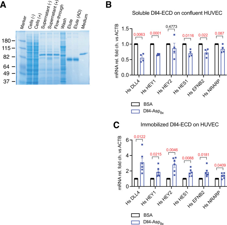 Figure 1—figure supplement 1.