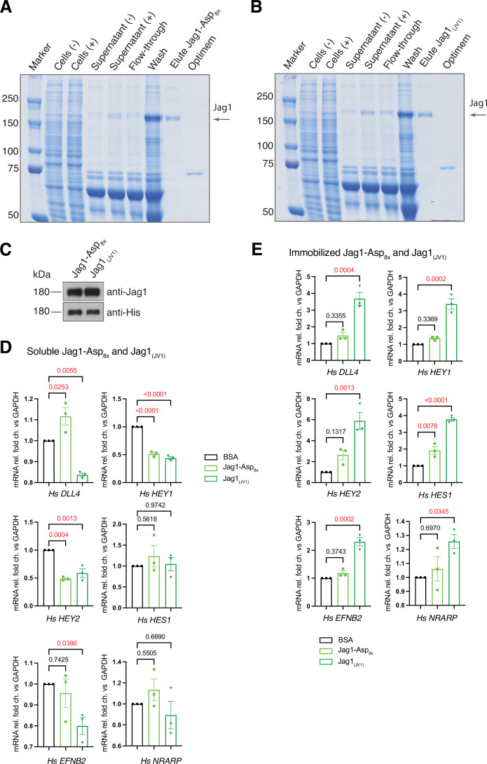 Figure 5—figure supplement 1.