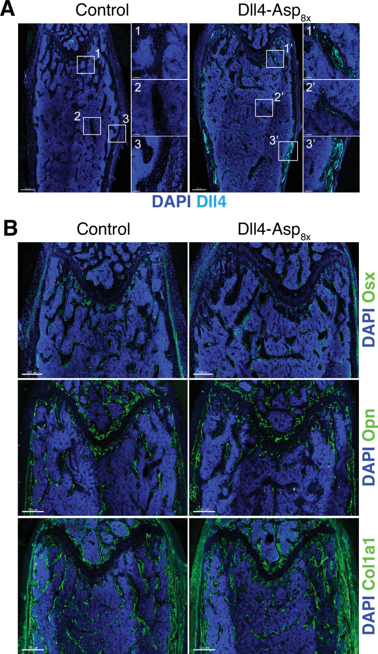 Figure 1—figure supplement 3.