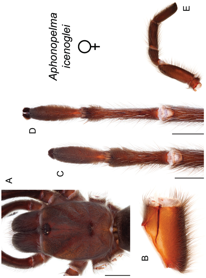 Figure 58.