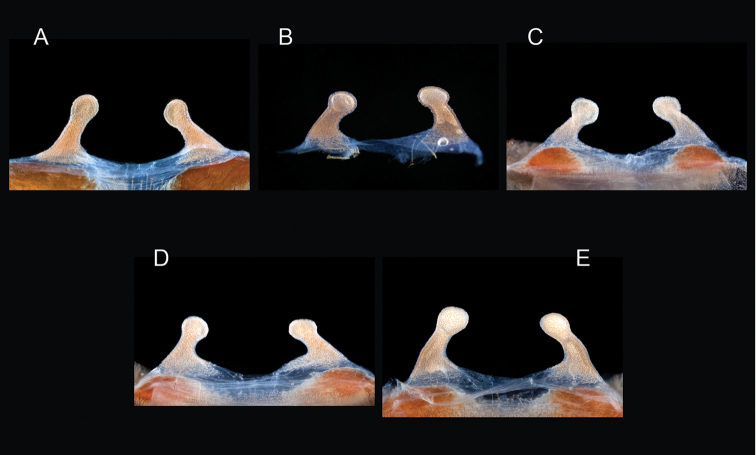 Figure 115.